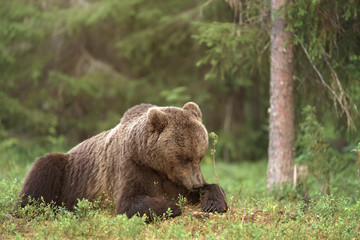 Obraz na płótnie Canvas Brown bear lying in the forest on a summer day