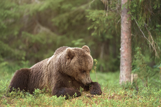Brown bear lying in the forest on a summer day