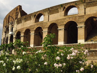 Obraz premium Colosseum flourishing