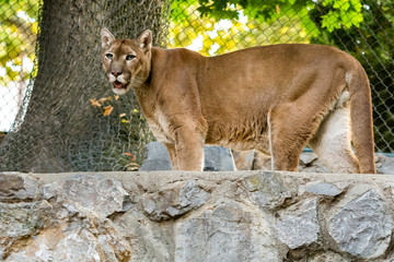 Puma im Zoo