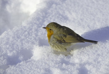 Robin in the snow eats the bread. 
