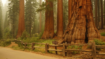 Fototapeta na wymiar Sequoia Ntional Park, California, USA