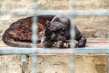 Naklejka premium Black leopard in zoo