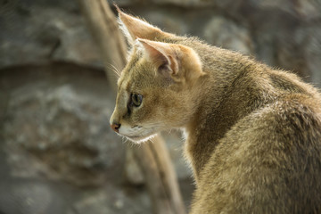 Naklejka premium lynx