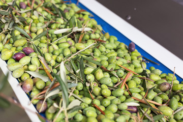 Conveyor belt with ripe olives on olive oil factory