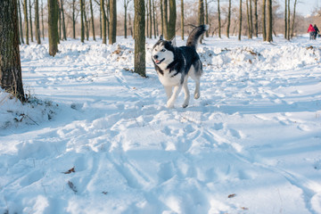 siberian husky dog in snowy park