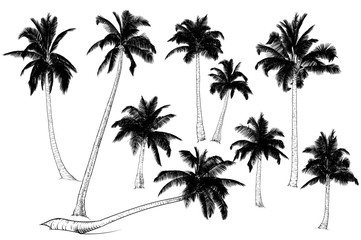 Silhouette of palm trees.