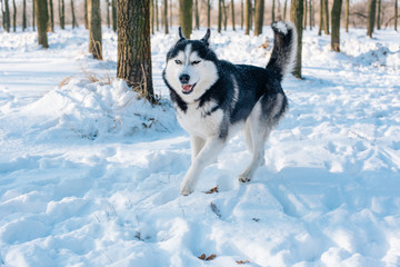siberian husky dog in snowy park