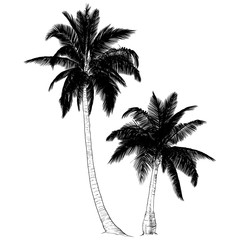 Silhouette of palm trees.