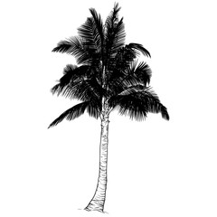 Obraz premium Silhouette of palm trees.