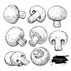 Champignon mushroom hand drawn vector illustration set. Sketch f