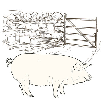 Big pig at gate.