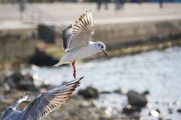 Seagull flying