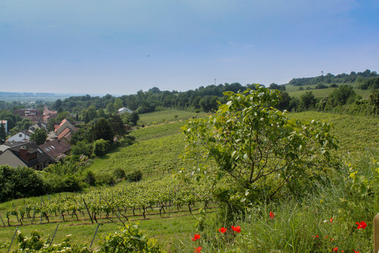 Weinberge Guntesblum