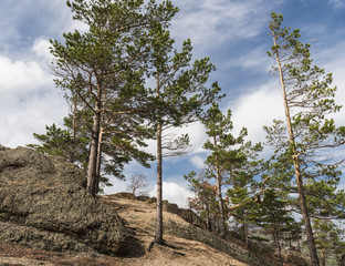 Молодые сосны на вершине холма © andrey_iv