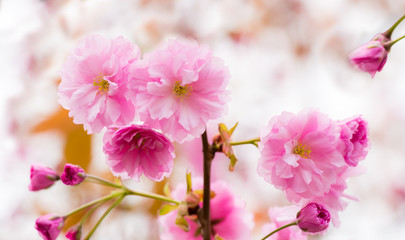 Blüten einer Japanischen Kirsche im Frühling
