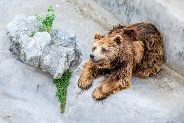 Naklejka premium Bear in a Zoo