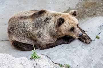 Naklejka premium Bear in a Zoo