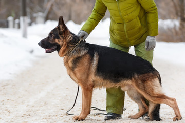 A closeup of a head of a German Shepherd dog