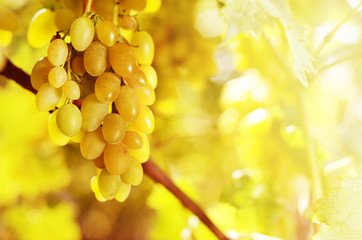 Green grapes on vine