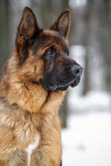 A closeup of a head of a German Shepherd dog
