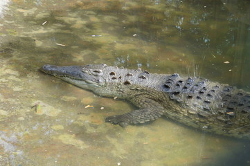 cocodrile