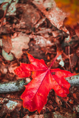 autumn red leaf on moss and foliage