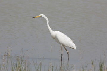 Silberreiher