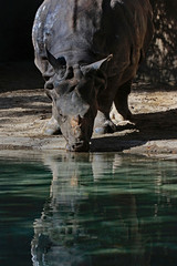 Obraz premium Asian Rhinoceros Drinking
