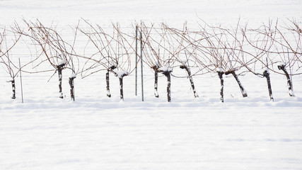 Weingarten im Winter bei Schneefall