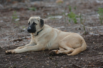 Fototapeta premium Anatolian Shepherd