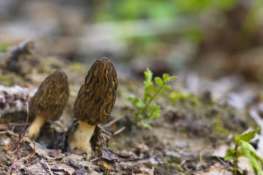 A pair of black morels, a species of edible mushrooms, in spring forest