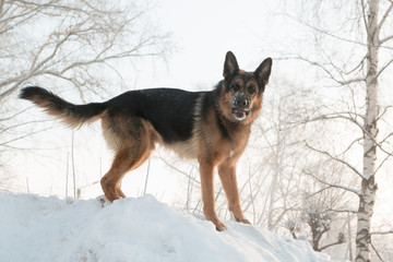 Dog german shepherd on snow