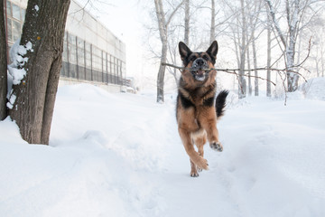 Dog german shepherd on snow