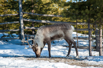 Reindeer with big horns in the park during winter period