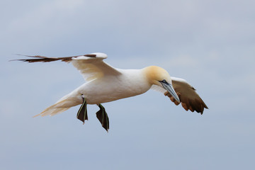 Fototapeta na wymiar Fliegender Basstölpel über Helgoland