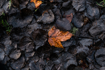 Braunes Blatt liegt auf schwarzem Laub, - anderssein, sich abheben, Trauer Konzept