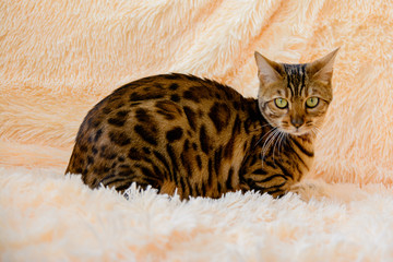 cute beautiful Bengal cat on the carpet