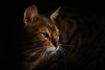 Obraz premium Bengal cat watching with beautiful eyes on a black background