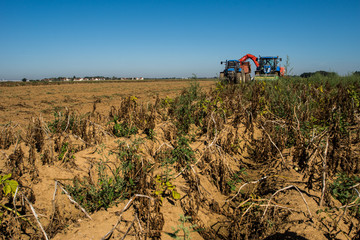 ramassage de pommes de terre