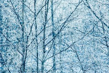 Beautiful landscape with trees covered by snow. Cold day in the snowy winter forest. Toned.