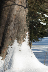 trunk with snow on side