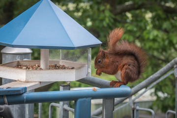 Eichhörnchen im Vogelhaus