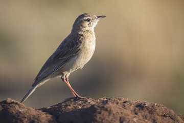 African Pipit sitting on a ground mound in the early morning sun