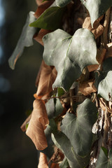 green and brown hedera leaves
