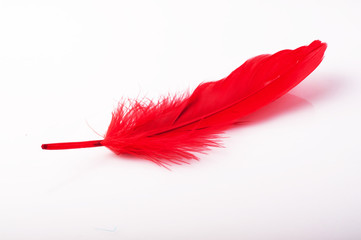 Exotic red bird feather isolated on white background