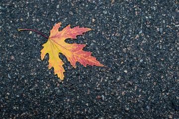  autumn leaf on asphalt