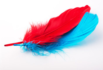 Exotic blue and red bird feathers isolated on white background