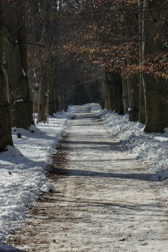 path in winter woods