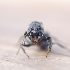 Black ant on wood